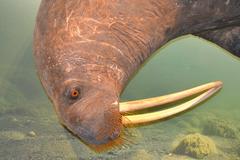 Hamina walrus head