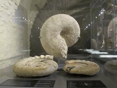 Ammonites fossils of upper Jurassic period from Charente Maritime at the La Rochelle Natural History Museum