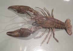 Écrevisse de Louisiane, Procambarus clarkii, at the Muséum d'histoire naturelle de La Rochelle