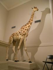 Giraffe at the La Rochelle Natural History Museum