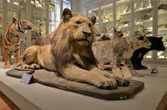 Stuffed lion at the Museum of Natural History of La Rochelle