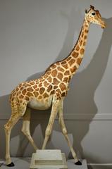 Stuffed giraffe named Zarafa