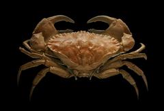 Toothed rock crab Cancer bellianus stuffed specimen in a museum display