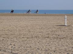 Horses at Platja de la Malva-rosa beach in Valencia