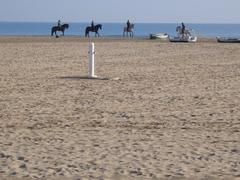 Horses at Platja de la Malva-rosa beach in Valencia