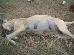 pregnant Indian stray dog lying down