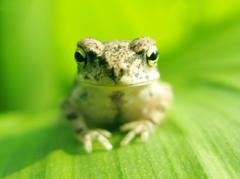 small Indian frog