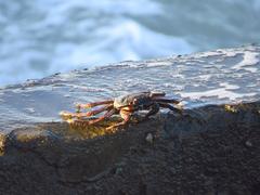 Crab at Vivekananda Rock Memorial