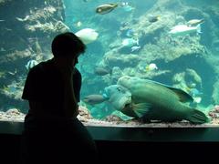 underwater scene with coral reef and diverse marine life