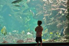 child at Oceanopolis aquarium