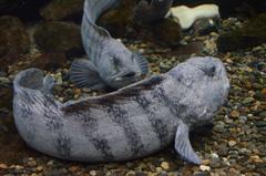 fish in an aquarium