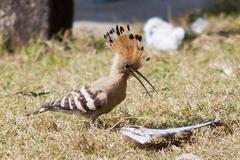 A Happy Common Hoopoe in Patenga, Chittagong, Bangladesh