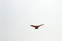 eagle-shaped kite at Patenga Sea Beach