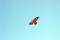 Owl-shaped kite at Patenga Sea Beach