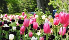 Tulip Festival in Ottawa, Canada