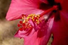 Hibiscus flower in NICE Parc Phoenix