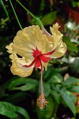 Hibiscus 'Sylvia Goodman' flower at NICE Parc Phoenix