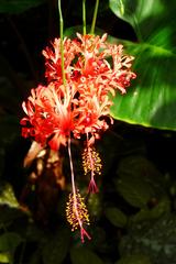 Hibiscus schizopetalus flower in Parc Phoenix