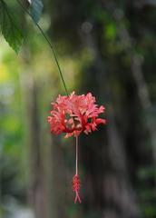 Hibiscus schizopetalus flower in Nice Parc Phoenix