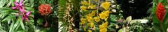 panoramic view inside the greenhouse at Phoenix Park in Nice