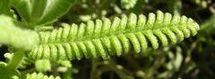 Lavandula dentata leaf close-up