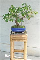 bonsai apricot tree at Asian Arts Museum in Nice