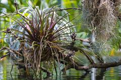 Bromeliads in the grand greenhouse of Phoenix Park in Nice