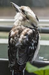 Giant kingfisher at Parc Phoenix in Nice