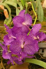 Phalaenopsis butterfly orchid in Phoenix park greenhouse