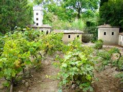 Vineyard of Nice with lush green grapevines and rolling hills