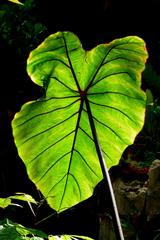 Backlit leaf in Parc Phoenix, NICE