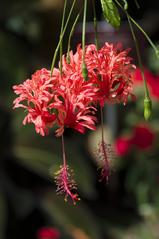 close-up of Hibiscus schizopetalus flowers