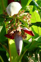 Banana plant in Parc Phoenix