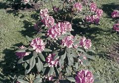 Sinebrychoff Park with rhododendrons