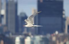 Common tern flying over Hudson River with Manhattan skyscrapers in the background