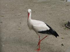 White stork at the Orangerie Zoo in Strasbourg