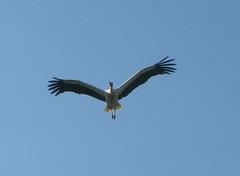 White stork flying in the Orangerie Park, Strasbourg