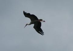 White stork in flight at Parc de l'Orangerie, Strasbourg