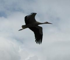 white stork in flight at Parc de l'Orangerie Strasbourg