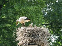 White stork and chicks in nest at Orangerie Park, Strasbourg