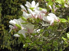 Magnolia flower in Strasbourg