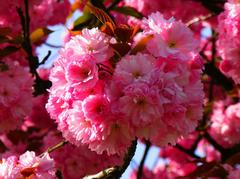 Japanese Cherry Blossom tree in Strasbourg, France