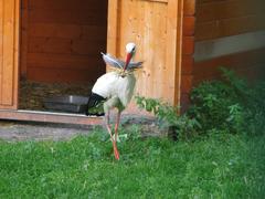 White stork carrying straw and a feather