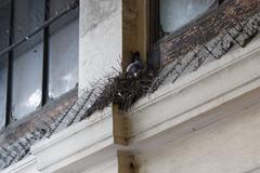 Pigeon nest in Passage Vendôme with anti-pigeon spikes