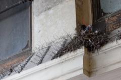 Identifiable pigeon nest in anti-pigeon spikes