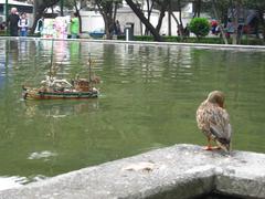 duck standing near a small body of water in a grassy area