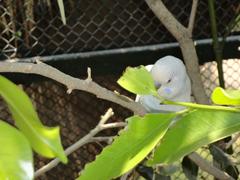 male budgerigar hiding