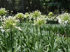 White flowers with long stems