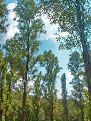 Willow forest of Ahuejote (Salix bonplandiana) in Parque Tezozómoc, Mexico City