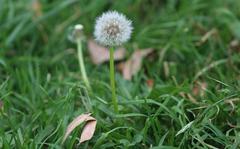 Dandelion in the meadow